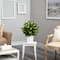 2ft. Golden Dumb Cane in Decorative White Metal Planter